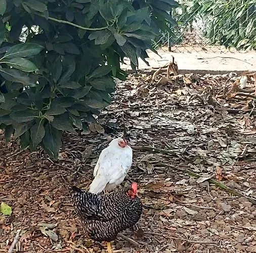 La Resbala - Casa Tajinaste La Orotava